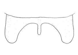   Anthidium atripes  male, diagram showing dorsal view of seventh tergum (T7), diagram from Gonzalez and Griswold 2013 
